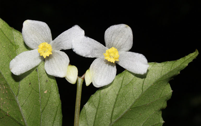 Thu Hải đường Hòn Giao (Begonia hongiaoensis). Ảnh: VQG Bidoup - Núi Bà