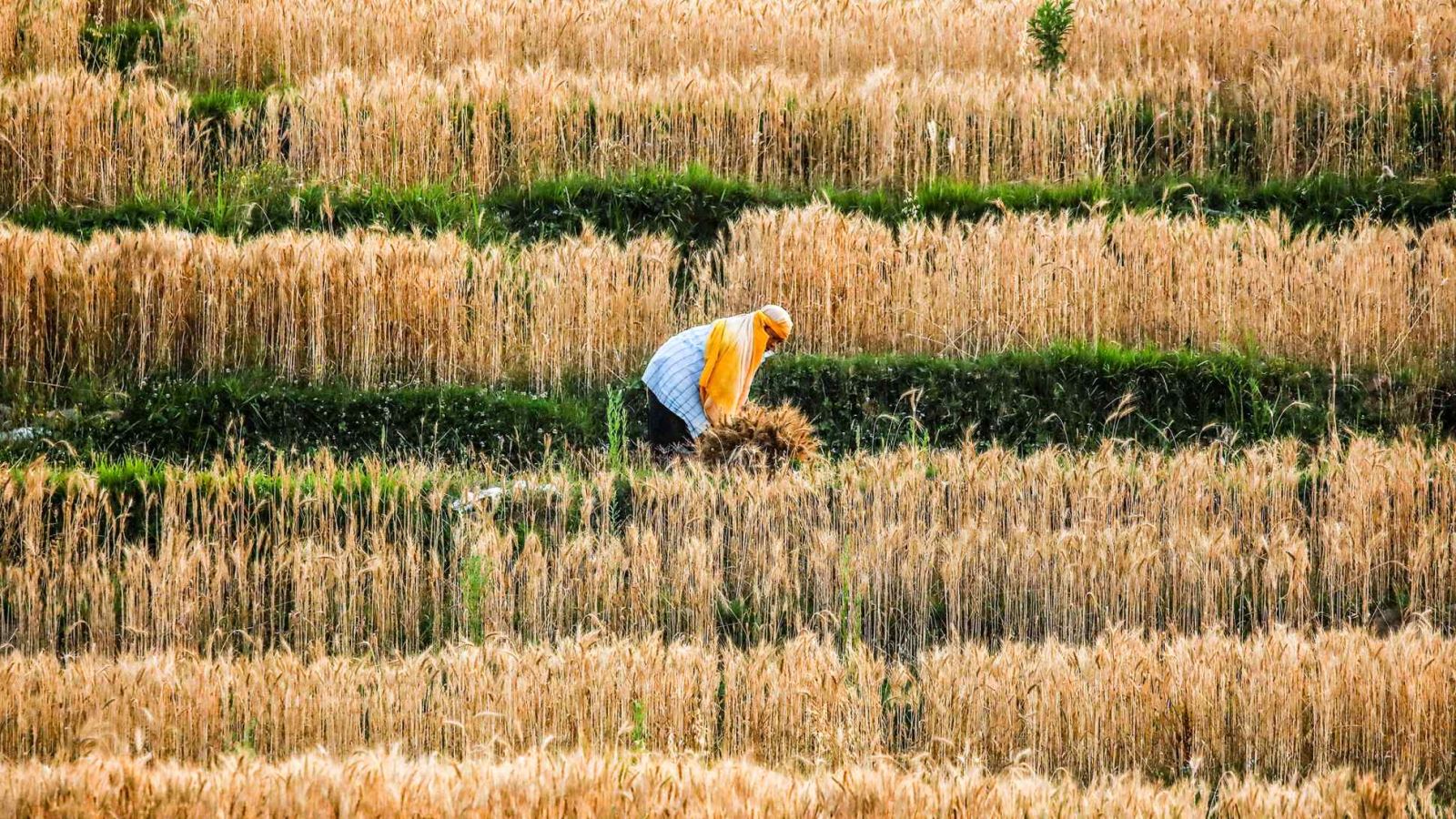 Người nông dân thu hoạch lúa mì