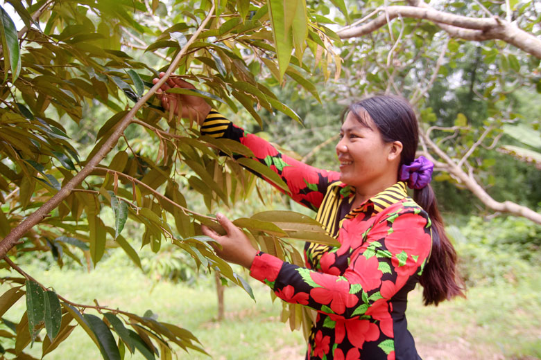 Người dân Thôn 3 đã bắt đầu chuyển đổi diện tích trồng điều kém hiệu quả sang cây sầu riêng