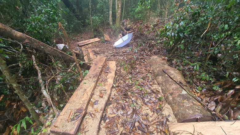 Hiện trường vụ phá rừng tại Tiểu khu 224