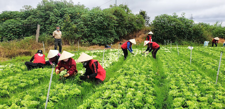 Sắc đỏ trên những vườn rau xanh