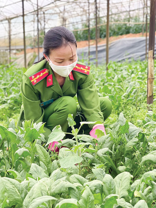 Cán bộ, chiến sỹ Phòng Cảnh sát Hình sự Công an tỉnh Lâm Đồng chung tay cùng toàn thể đơn vị thu hoạch nông sản tại vườn, sau đó gửi tặng 17 tấn rau củ, quả các loại cho người dân TP Hồ Chí Minh và Đồng Nai ngày 28/8