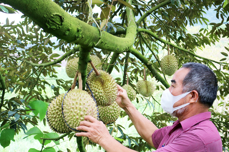 Đam Rông: Tiềm năng phát triển trồng cây ăn trái