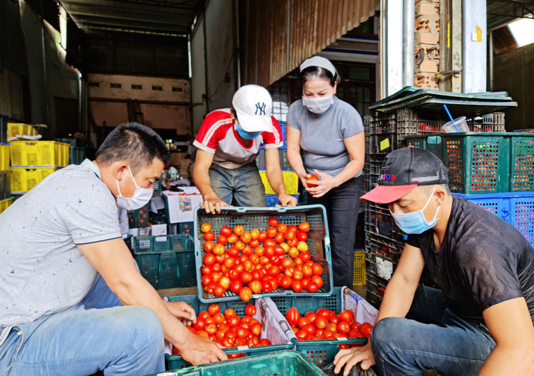 Chị Nguyễn Thị Nguyên cùng các thành viên trong nhóm thiện nguyện phân loại, đóng gói cà chua gửi về vùng dịch