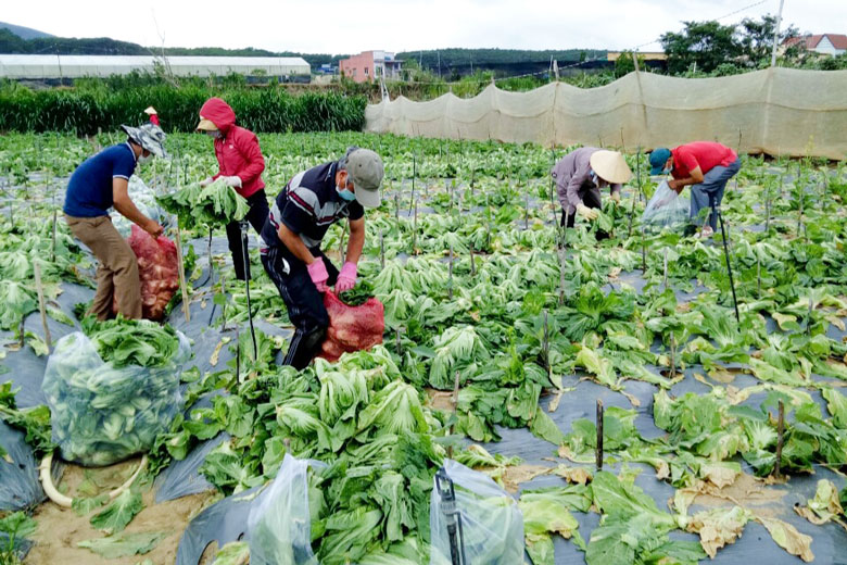 Mùa hè năm 2021 là mùa hè đặc biệt của các thầy cô giáo trong toàn tỉnh bởi họ tạm xa mái trường, xuống đồng thu hoạch nông sản ủng hộ các địa phương vùng dịch