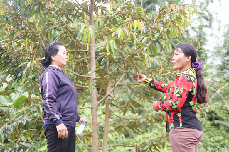 Chị Điểu Thị Mơn (bên phải) đi đầu trong chuyển đổi vườn điều sang trồng sầu riêng để hội viên phụ nữ làm theo. (Ảnh chụp trước thời điểm bùng phát dịch COVID19)