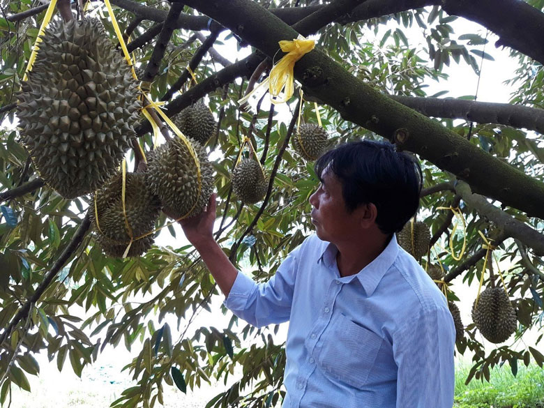 Sầu riêng là cây trồng mang lại hiệu quả kinh tế cao đang được huyện Cát Tiên chú trọng chuyển đổi trồng thâm canh trên những diện tích đất phù hợp