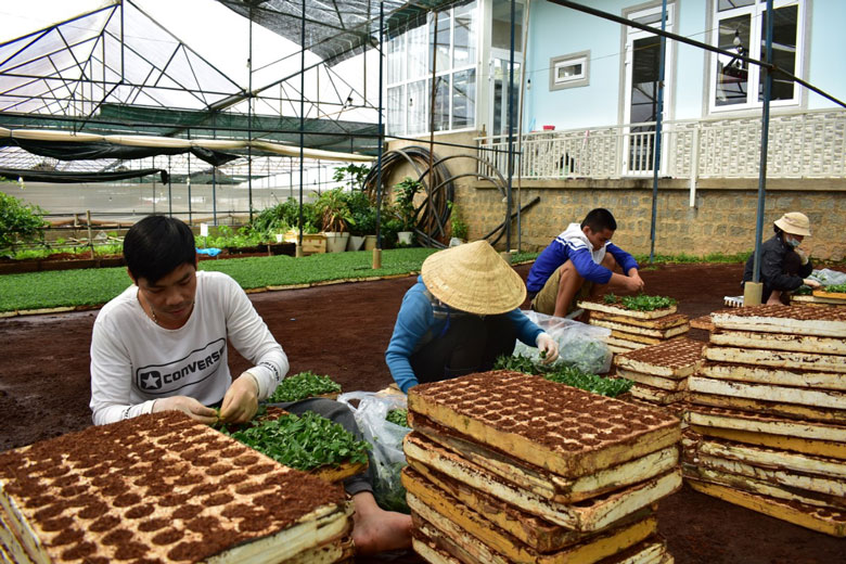 Thiếu giống cho vụ hoa tết