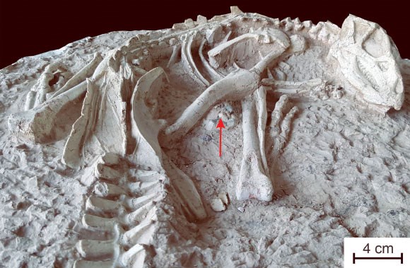Bộ xương gần như hoàn chỉnh của một loại khủng long ăn thịt được tìm thấy ở tỉnh Liêu Ninh, Trung Quốc. Ảnh minh họa.