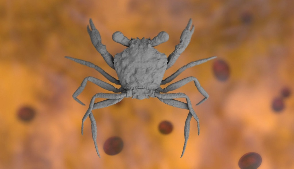 Hình ảnh mô phỏng của cua Cretapsara athanata. Ảnh: Javier Luque.