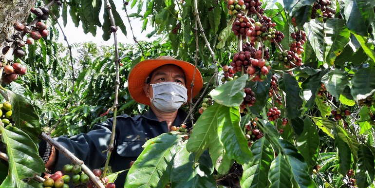 Siết chặt quản lý lao động thu hái cà phê