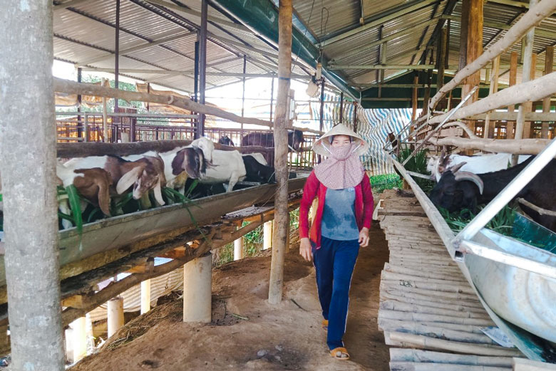 Chị Hồ Thị Phương đã thoát được nghèo đói, vươn lên làm giàu chính đáng nhờ nuôi bò, dê sinh sản