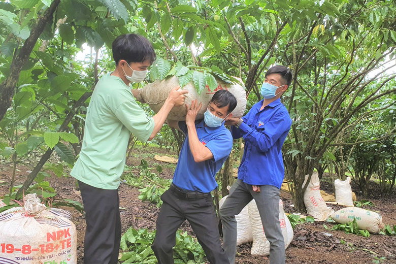 Bảo Lâm: Hàng trăm đoàn viên, thanh niên tham gia giúp nhau đổi công hái cà phê