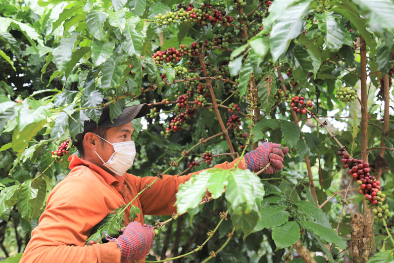 Để mùa vụ thu hoạch cà phê đảm bảo an toàn