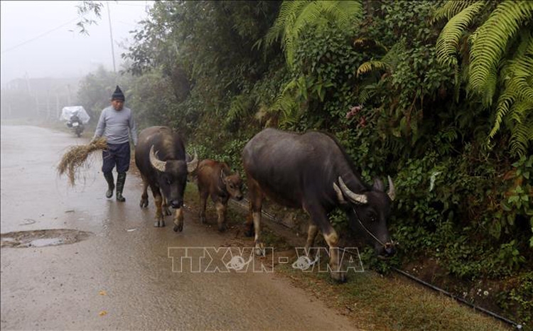 Thời tiết ngày 3/12: Bắc Bộ và Trung Bộ tiếp tục rét đậm, có thể xuất hiện sương muối