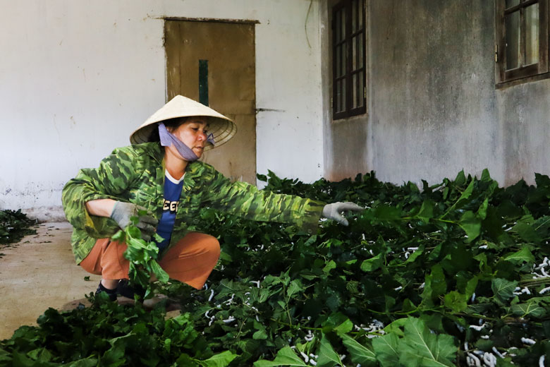 Hỗ trợ người dân phát triển nghề trồng dâu nuôi tằm