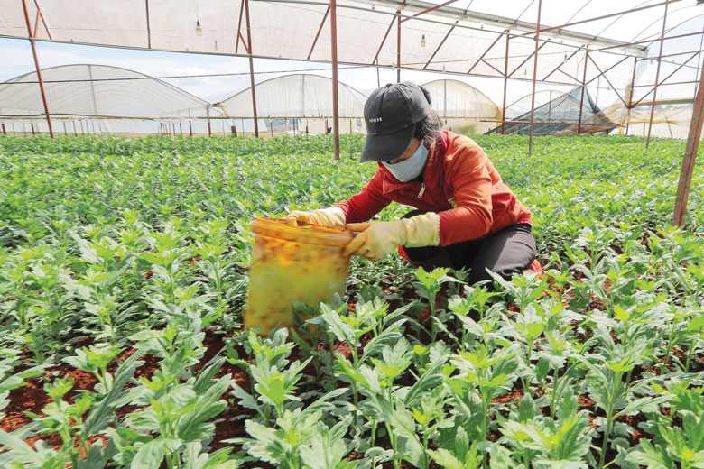 Gia đình ông Đặng Cư (xã Xuân Thọ, TP Đà Lạt) chăm sóc 1 sào hoa cúc chùm phục vụ thị trường Tết năm 2022