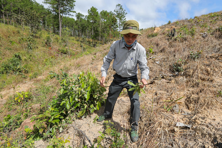 Ông Nguyễn Văn Nhẫn - Trưởng Ban Quản lý rừng phòng hộ Đại Ninh nhổ bỏ cây mắc ca các đối tượng lén lút trồng trên đất lâm nghiệp tại Tiểu khu 267C