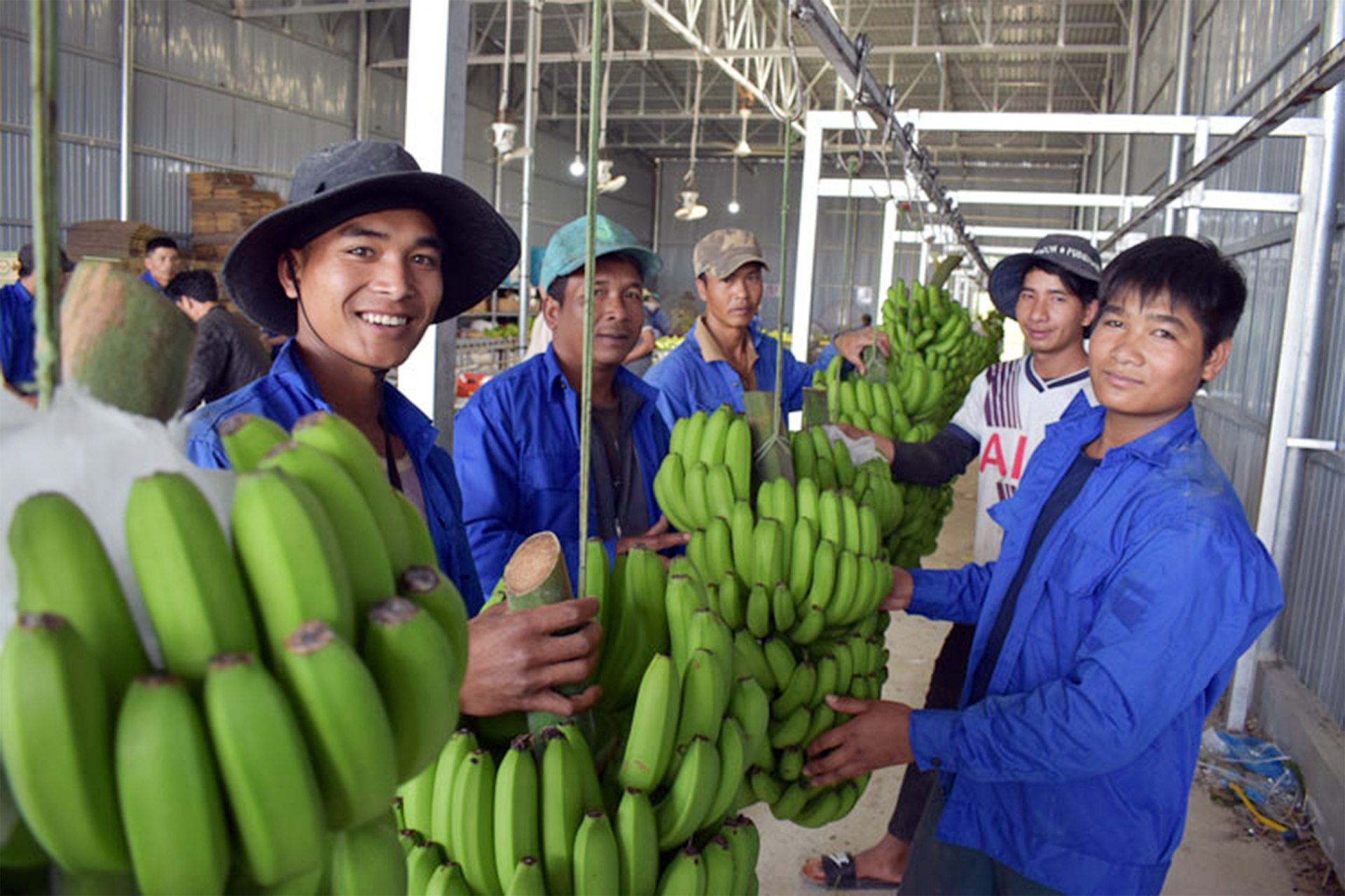 Chuối Laba là mặt hàng đặc sản xuất khẩu trên nhiều thị trường thế giới.