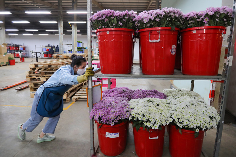Đạt thoả thuận thay thế hoạt chất xử lý hoa cắt cành xuất khẩu vào Úc