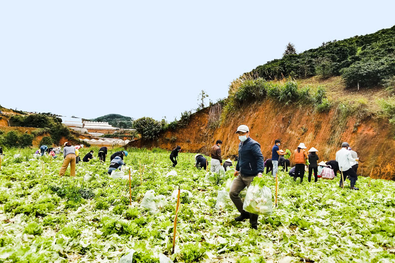 Thu gom rau ủng hộ các địa phương bị ảnh hưởng nặng nề bởi dịch COVID-19