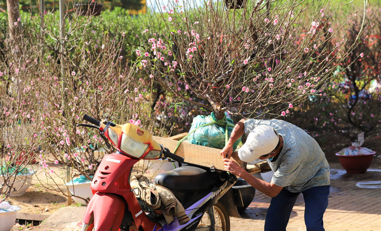 Người dân lựa chọn mua đào Bắc tại chợ hoa xuân Bảo Lộc