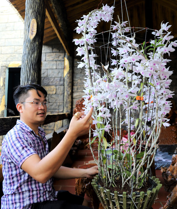 Anh Đàm Văn Cường – Chủ vườn lan Đàm Rồng Nghệ đang tạo một chậu lan rừng bung nở khoe sắc để chơi tết