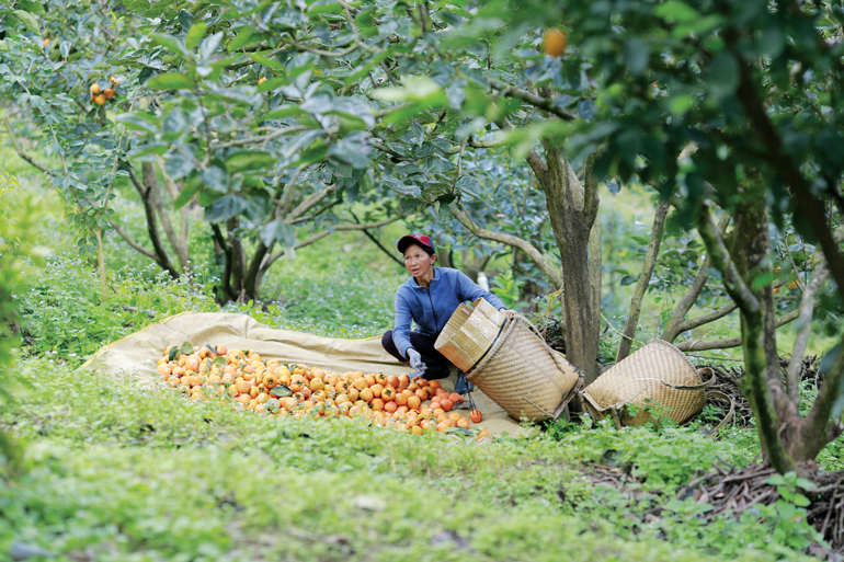 Hồng chín vụ cũng như tình người Dran