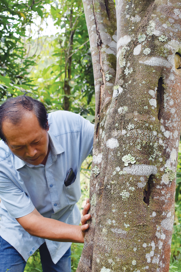 Chủ rừng Hoàng Duy Thành trực tiếp tạo trầm vi sinh hơn 10.000 cây trầm hương tại Liêng Srônh, Lâm Đồng