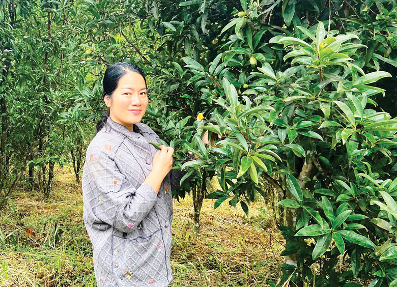 Kỳ tích... Thạch Châu hoa vàng