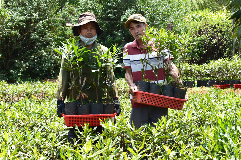 Công ty TNHH Mắc ca Việt đã nhân giống cung cấp 100.000 cây mắc ca trồng xen canh với cây công nghiệp trên đất lâm nghiệp thuộc địa bàn huyện Di Linh.