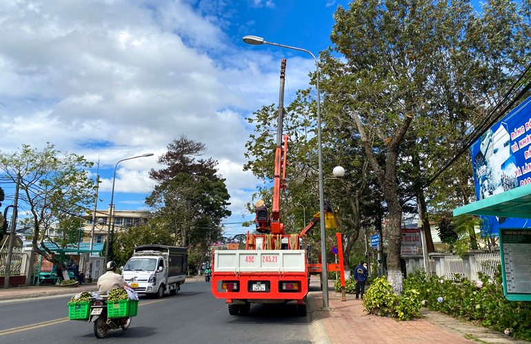 Đà Lạt: Bắt đầu di dời hàng hoa ban để mở rộng, nâng cấp đường Trần Phú