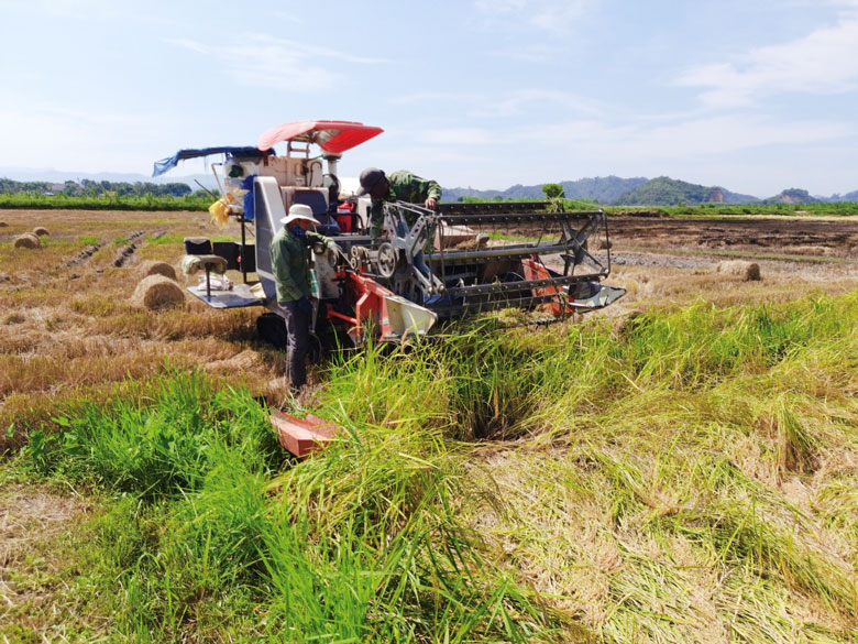 Cơ giới hóa trên cánh đồng nếp quýt công nghệ cao ở xã nông thôn mới An Nhơn, Đạ Tẻh