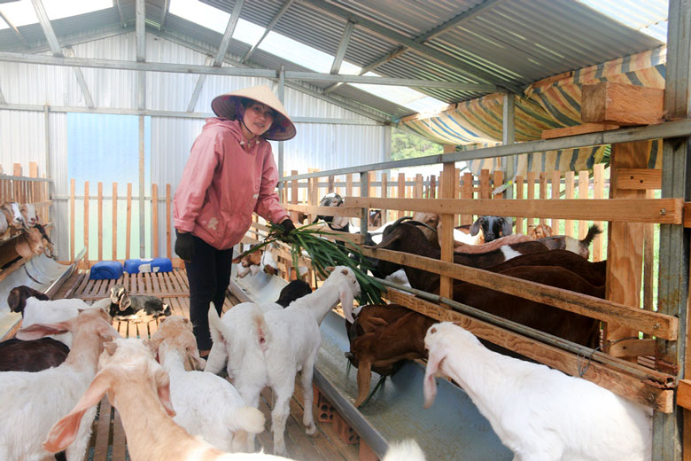 Nông dân vùng sâu vượt khó phát triển kinh tế