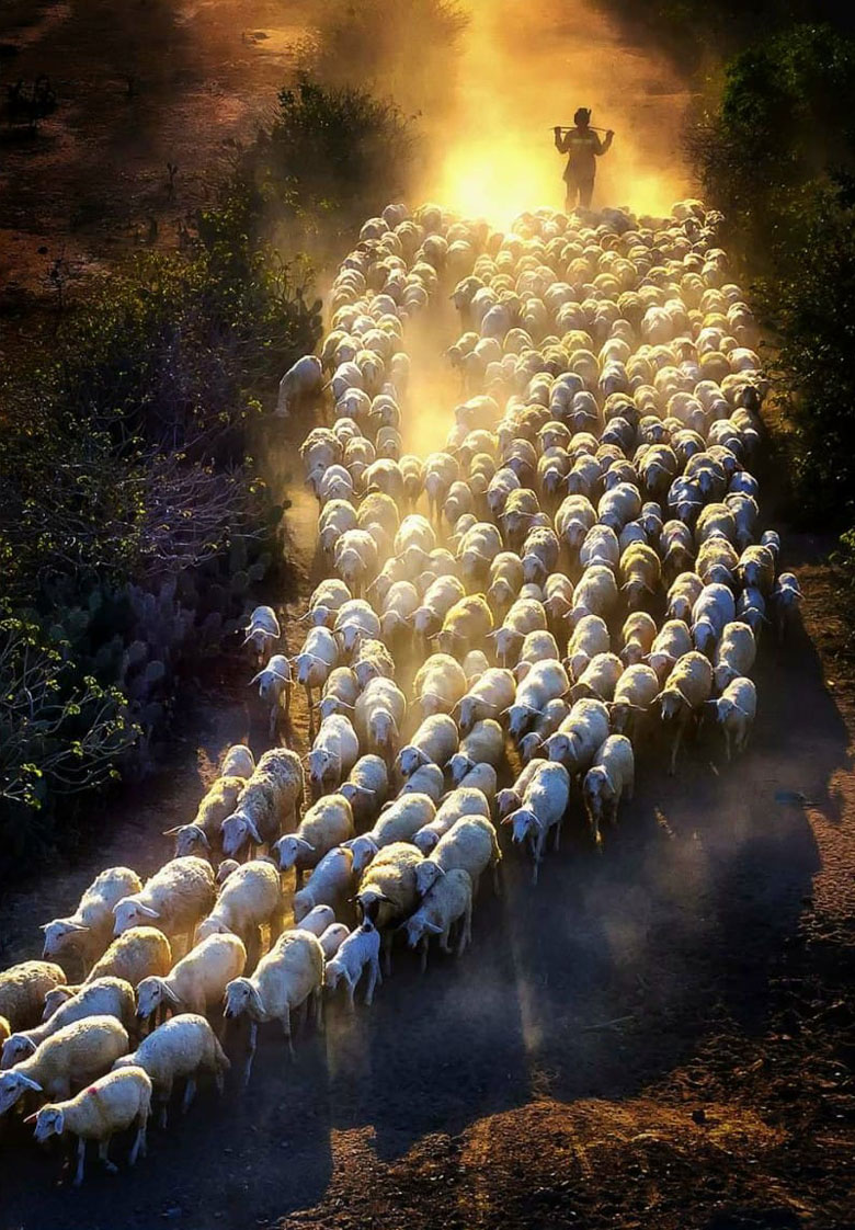 Chiều trên đồng cừu Ninh Thuận. Ảnh: Nguyễn Nghĩa
