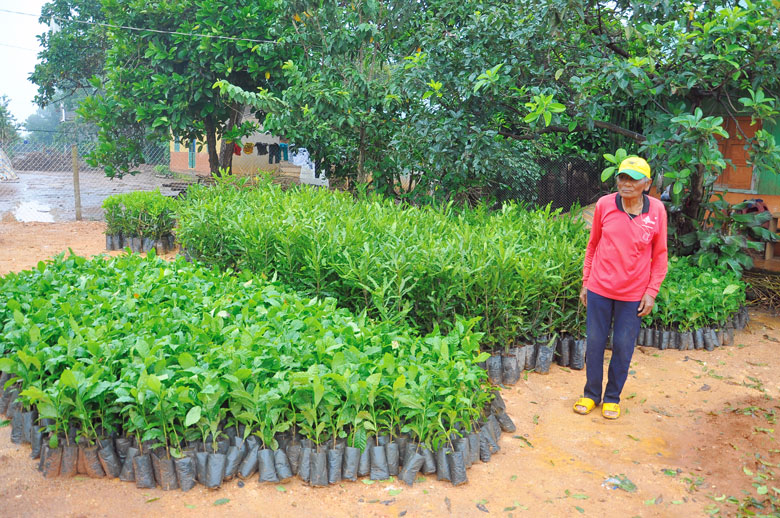 Một hộ dân người dân tộc thiểu số tại buôn Hang Hớt, xã Mê Linh, Lâm Hà đang chuẩn bị cây để xuống giống trong đầu mùa mưa