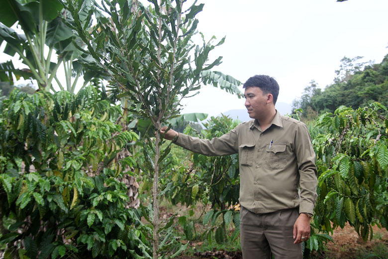 Trồng xen cây mắc ca trên đất lâm nghiệp giúp người dân sản xuất nông nghiệp nhiều lợi ích