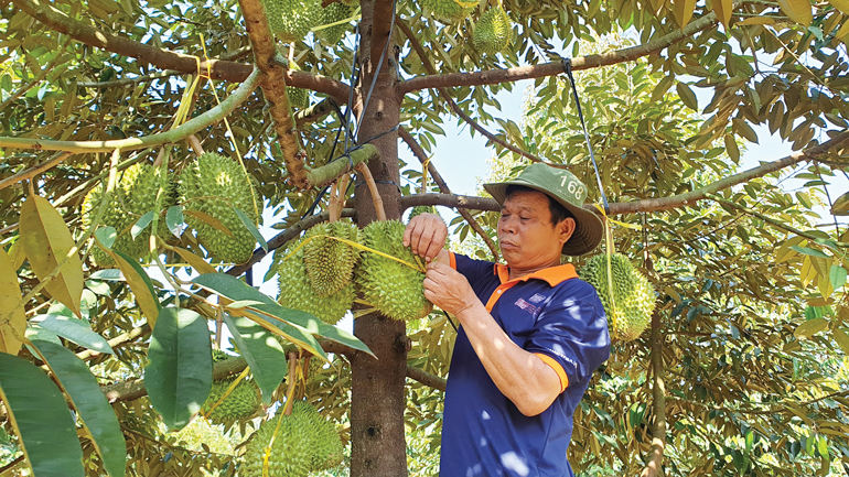 Ông Nguyễn Bá Tiến, người đi đầu trong chuyển đổi cơ cấu cây trồng