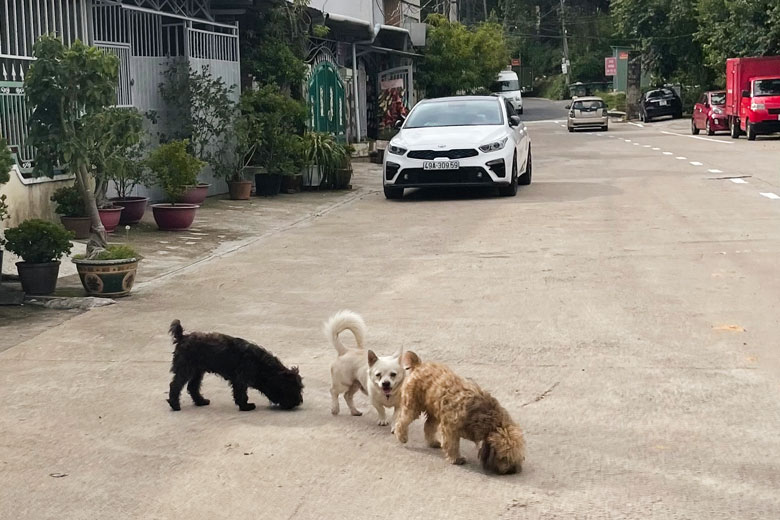 Tình trạng chó thả rông diễn ra khá phổ biến tại nhiều khu chung cư trên địa bàn TP Đà Lat. Ảnh: Hồng Hải