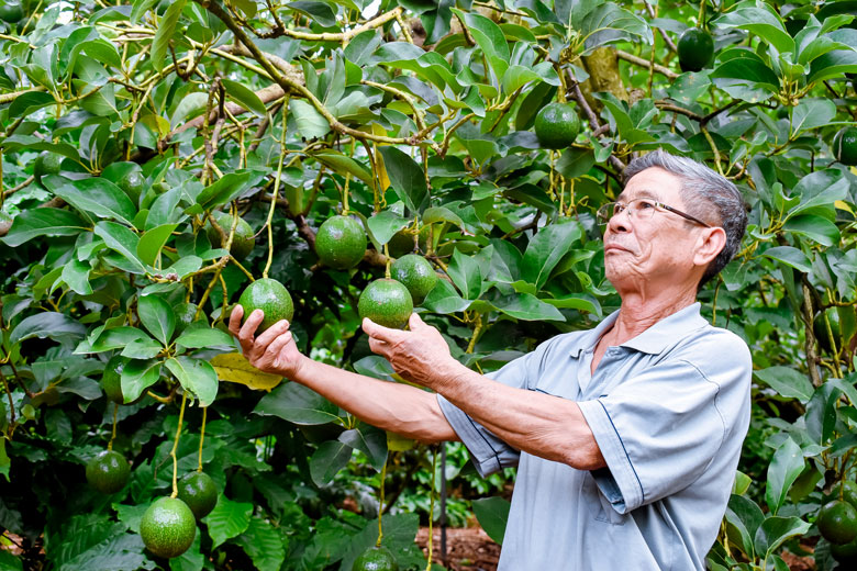 Đảng viên Trần Văn Mùi trong khu vườn mô hình đa canh giá trị kinh tế cao, giúp nông dân địa phương học hỏi kinh nghiệm sản xuất, từng bước vươn lên làm giàu