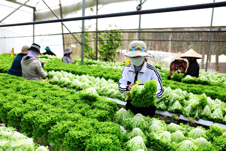 Nghị quyết Đại hội Đại biểu Đảng bộ tỉnh đi vào cuộc sống đã giúp người dân có được cuộc ổn định bền vững