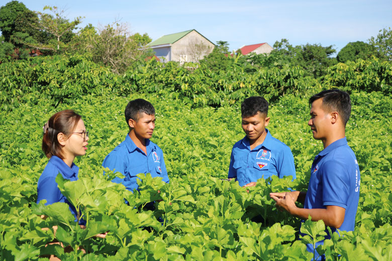 Đoàn viên, thanh niên Đam Rông trao đổi kinh nghiệm để cùng nhau phát triển Mô hình Trồng dâu nuôi tằm tại địa phương