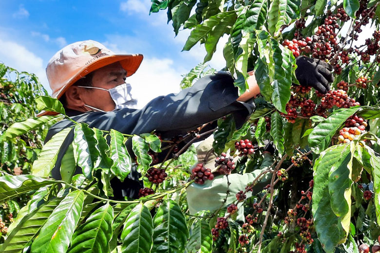 Vườn cà phê áp dụng kỹ thuật ghép chồi của ông Hứa Văn Tặng (xã Tân Văn) cho năng suất cao