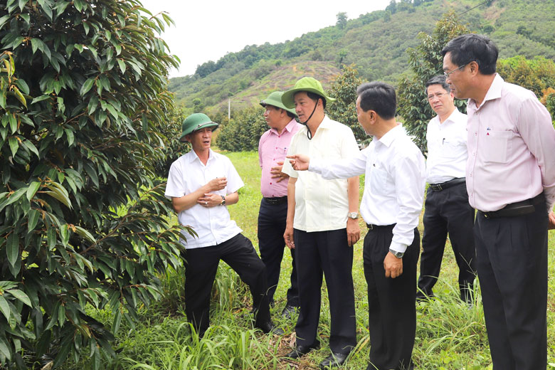 Bí thư Tỉnh ủy Lâm Đồng Trần Đức Quận và Chủ tịch UBND tỉnh Lâm Đồng Trần Văn Hiệp kiểm tra mô hình sản xuất sầu riêng công nghệ cao trên địa bàn huyện Đạ Huoai