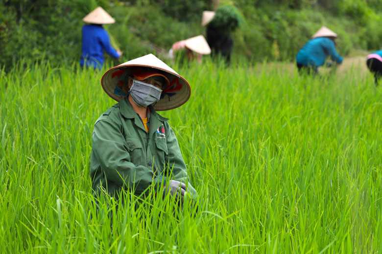 Lựa chọn và thu hoạch đòng đòng là công đoạn quan trọng đầu tiên để sản xuất rượu đòng đòng nếp quýt