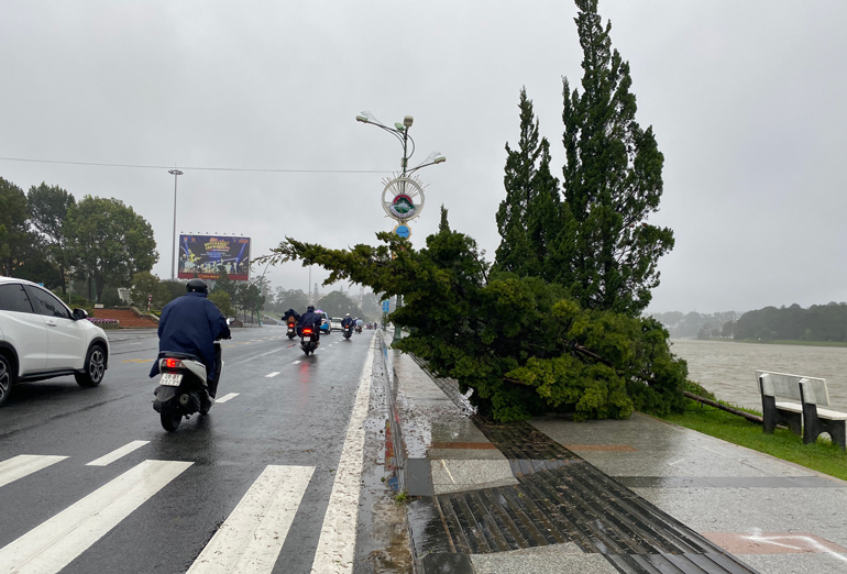 Một cây thông nhỏ ngã đổ do mưa lớn trên đường Trần Quốc Toản, ven hồ Xuân Hương sáng nay