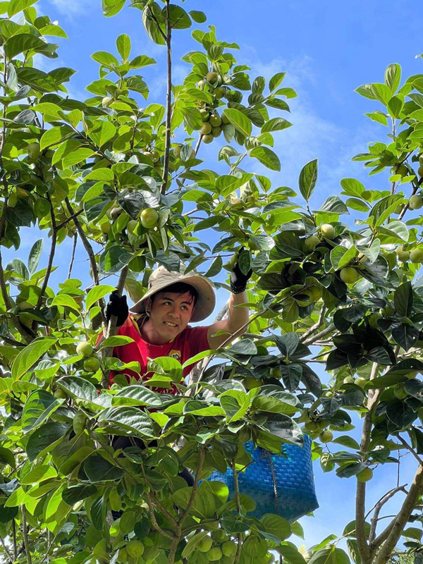 Nhờ sản xuất theo tiêu chuẩn hữu cơ nên các sản phẩm dứa Cayen và trái hồng của trang trại Fairy Green Garden luôn được người tiêu dùng lựa chọn