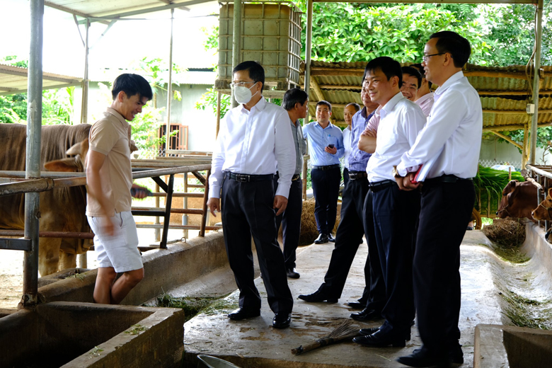 Phó Chủ tịch UBND tỉnh Lâm Đồng Đặng Trí Dũng đi thực tế khảo sát hoạt động chăn nuôi bò của các hộ dân trên địa bàn huyện Cát Tiên