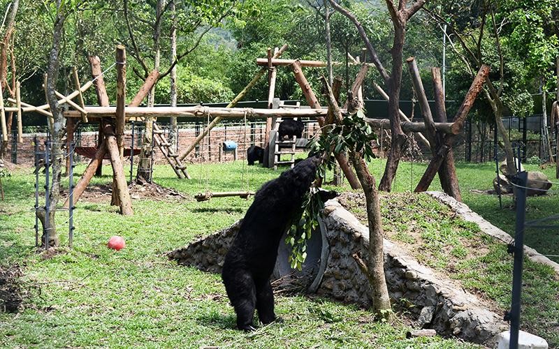 Cá thể gấu sau khi được cứu đang sinh sống tại Trung tâm Cứu hộ gấu Việt Nam