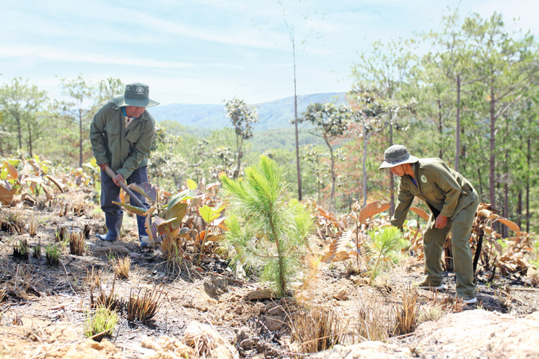 Các hộ dân tham gia nhận khoán tích cực trồng và chăm sóc diện tích rừng trồng thay thế. Ảnh: Hoàng Sa